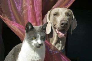 Cães e Gatos: Conheça as Diferenças e Semelhanças Entre Nossos Fiéis Companheiros!