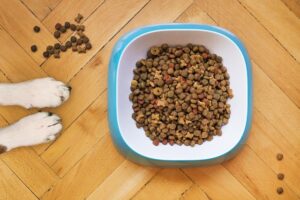 Nutrição de Pets: O Caminho para uma Vida Saudável e Vibrante!