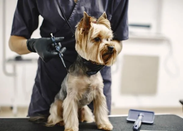 yorkshire-terrier_shower-vetpet