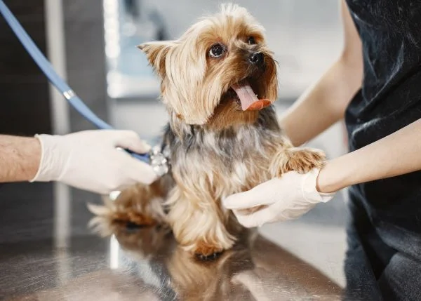 yorkshire-terrier_shower